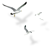 Seagulls